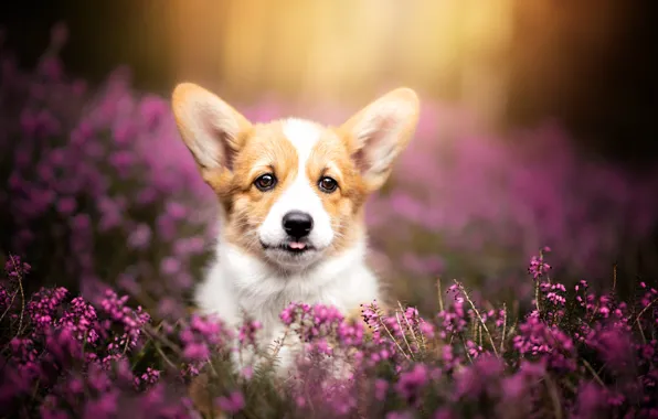 Picture look, dog, puppy, face, Heather, Welsh Corgi