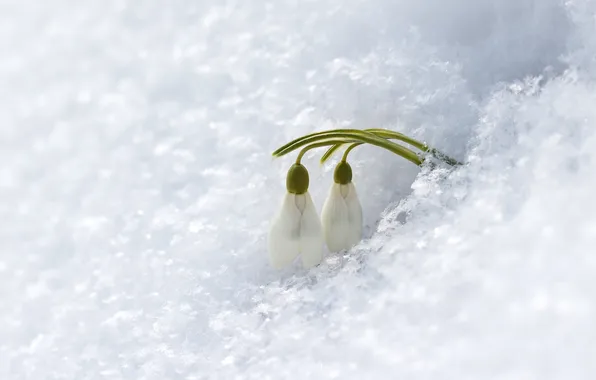 Snow, flowers, snowdrops