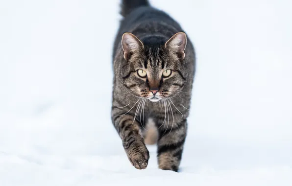 Winter, cat, snow, Koshak, Tomcat