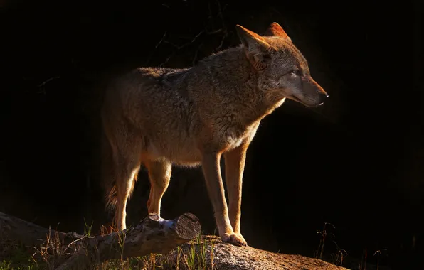 Light, nature, coyote