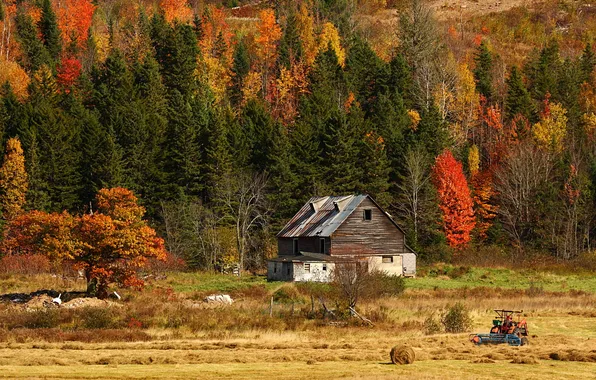 Field, autumn, forest, nature, house, photo, tractor