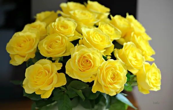 Picture roses, bouquet, yellow