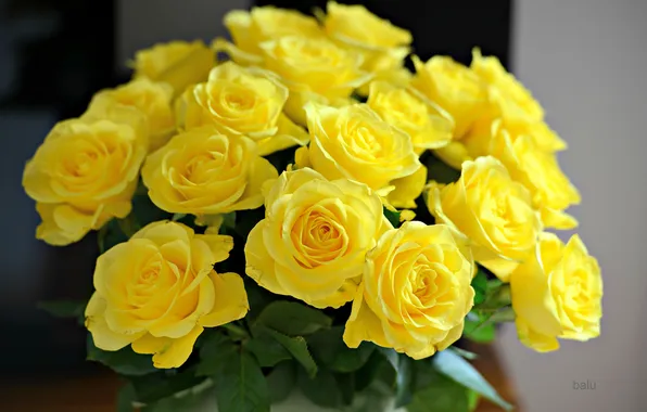 Yellow, roses, bouquet