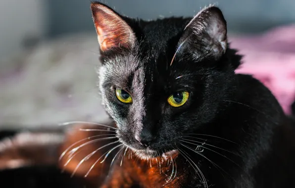 Picture muzzle, blurred background, black cat