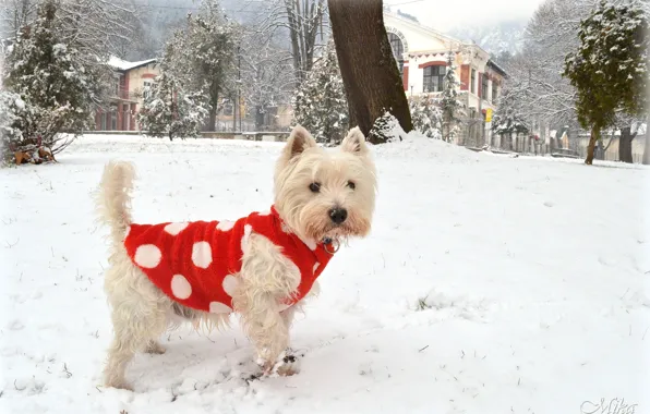 Winter, Snow, Dog, Dog, Winter, Snow, The West highland white Terrier