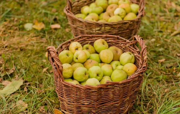 Picture apples, harvest, collection, basket