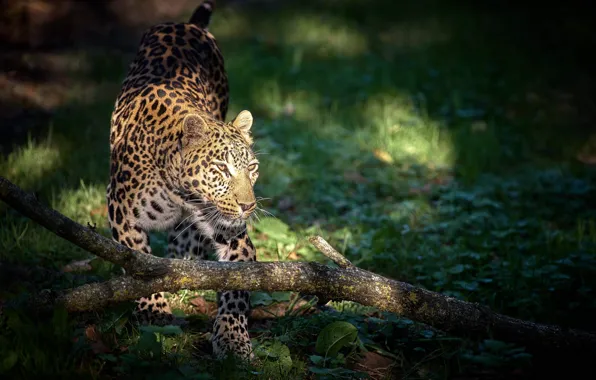 Picture predator, leopard, big cat