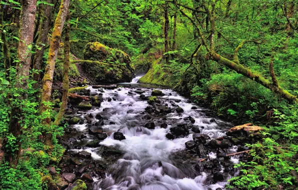 Picture forest, trees, river, stream, thickets, stream