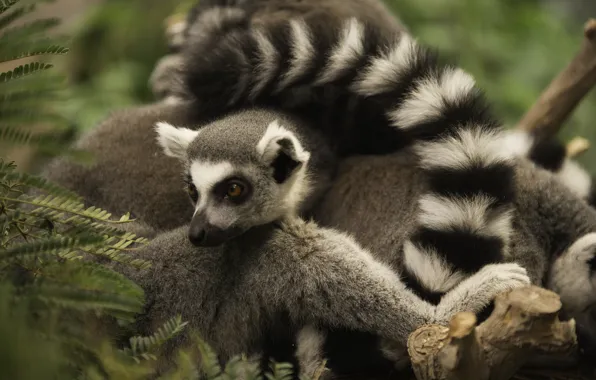 Picture nature, animal, tail, lemur