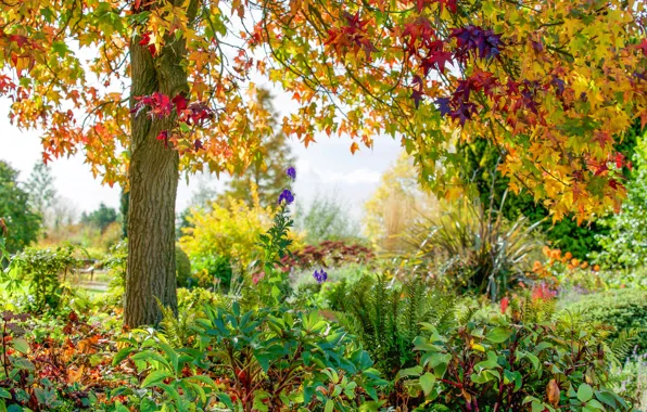 Autumn, flowers, Park, tree, England, England, Essex, Essex