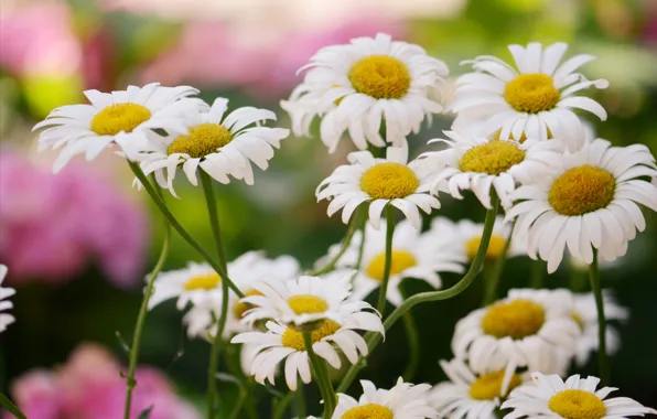 Picture summer, flowers, chamomile, garden, stem, white, a lot