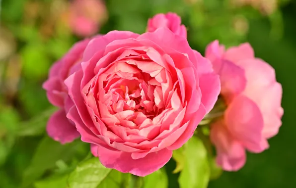 Leaves, macro, flowers, roses, pink, green background