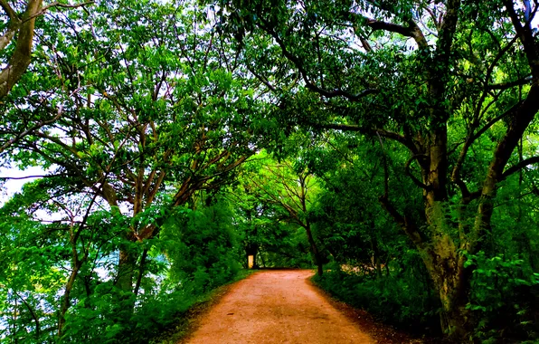 Sky, Water, Sunrise, Dawn, Morning, Road, Lake, Trees