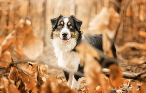 Picture autumn, each, dog