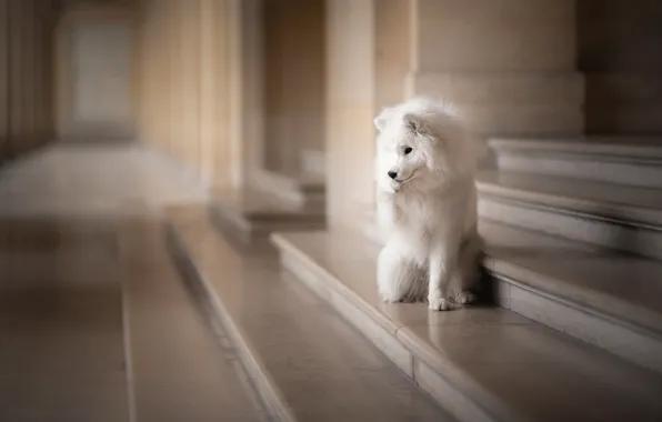 Each, dog, stage
