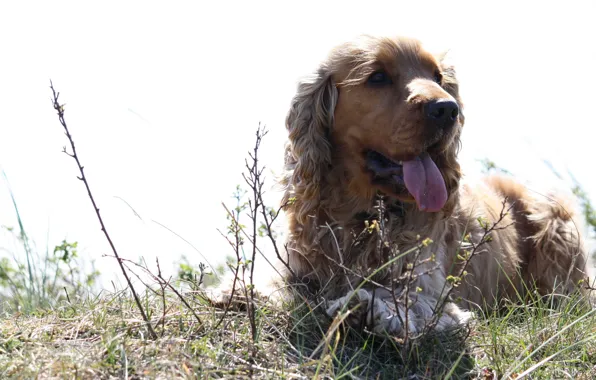 Summer, light, dog