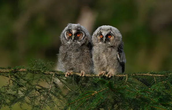 Look, birds, branches, owl, owls, a couple, needles, Duo