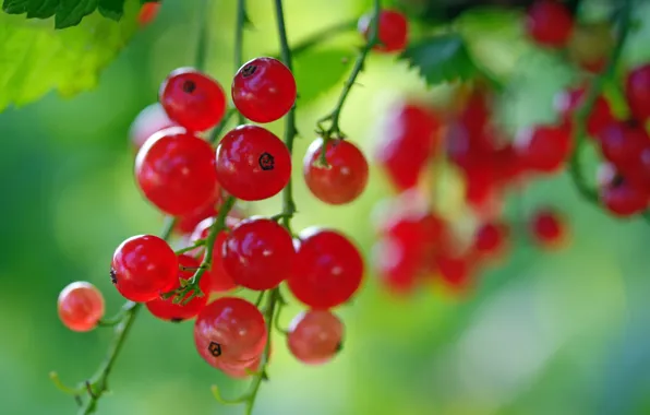 Macro, nature, berries, beauty, positive, harvest, currants, vitamins