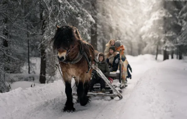 Winter, forest, horse, sleigh