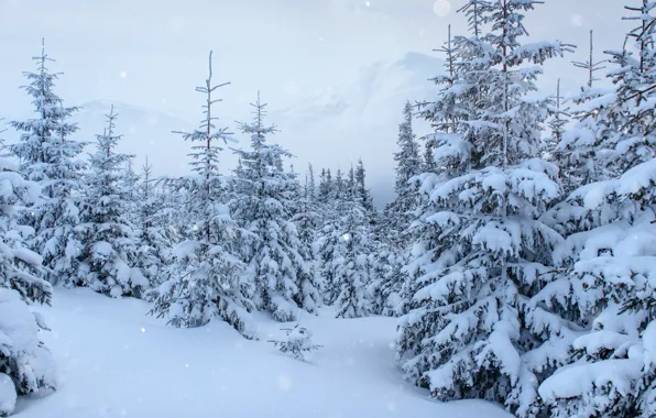 Winter, snow, trees, landscape, tree, landscape, winter, snow