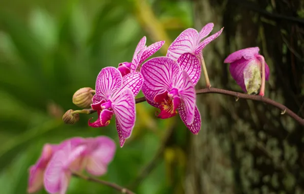 Macro, Orchid, macro, orchid, Phalaenopsis, blurred background, phalaenopsis, flora