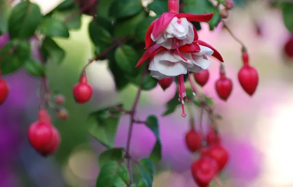 Picture flower, leaves, pink, branch, buds, fuchsia