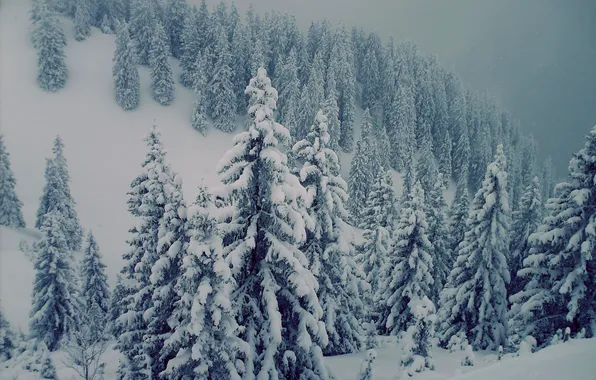 Picture snow, tree, Mountains, beautiful, pine, Buran, Switzerland, Alps