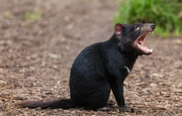 Picture mouth, animal, Tasmanian devil, Tasmanian Devil