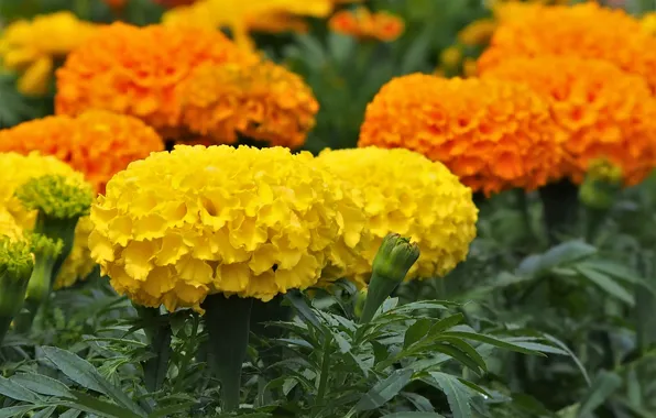 Orange, yellow, lush, marigolds