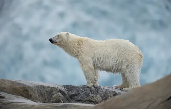 Look, nature, stones, rocks, is, polar bear, blue background, bokeh