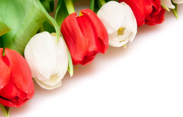Picture BACKGROUND, WHITE, RED, TULIPS