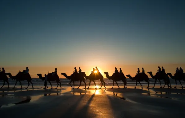 Picture sunset, Wallpaper, shore, coast, wallpapers, camels, caravan
