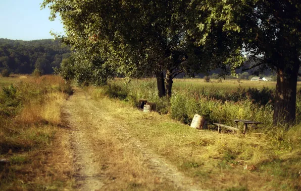 Road, summer, nature