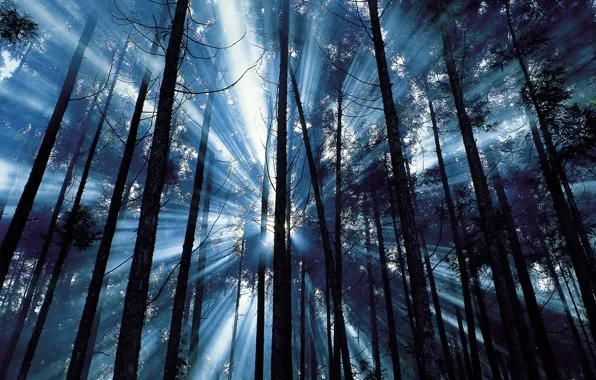 Forest, rays, trees, blue