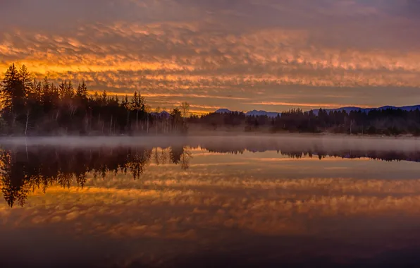 Forest, the sky, clouds, trees, mountains, fog, lake, glow