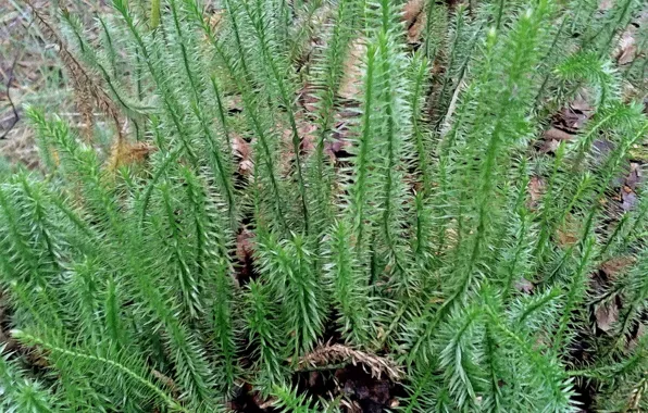 Nature, Plant, One - year plan, Perennial herbaceous evergreen spore plant