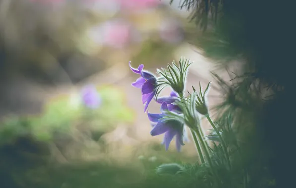 Macro, spring, bokeh, Sleep-grass, Cross