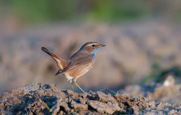 Picture bird, bird, Bluethroat