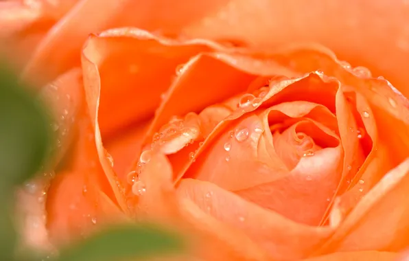 Picture drops, macro, flowers, orange, roses, petals, buds