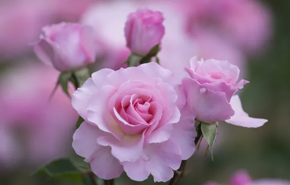 Picture macro, flowers, focus, petals, Roses, pink
