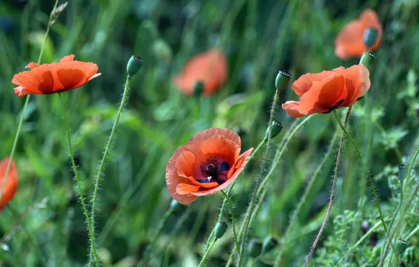 Greens, summer, flowers, Mac, Maki, meadow, red, poppy field