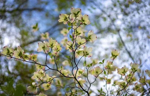 Flowers, branches, spring, flowering, dogwood