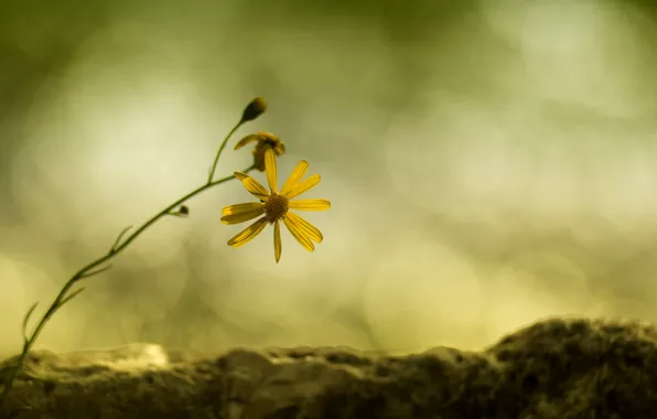 Picture flower, yellow, branch, Daisy