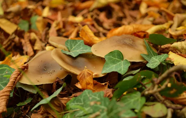 Picture Autumn, Mushrooms, Foliage, Autumn, Leaves, Mushrooms