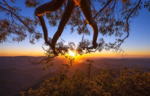 Trees, sunset, mountains, branches, Australia