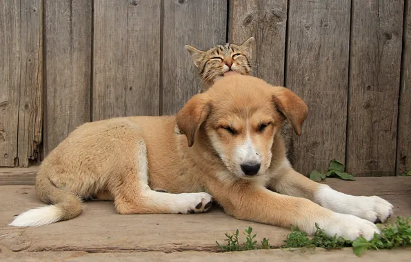 Picture cat, background, dog