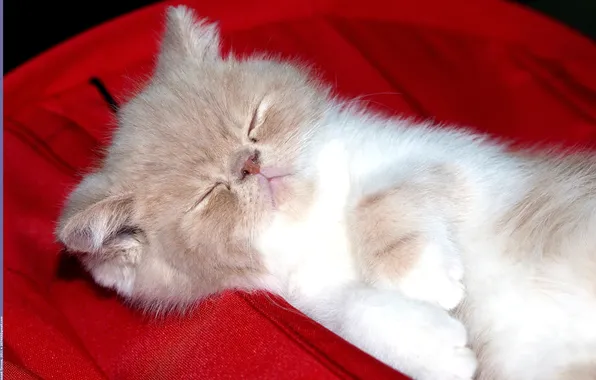 Picture sleep, blur, kitty, Persian