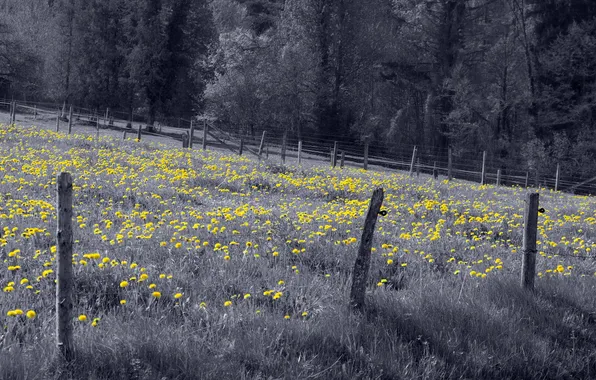 Field, dandelion, the fence