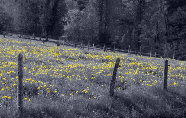Picture field, the fence, dandelions