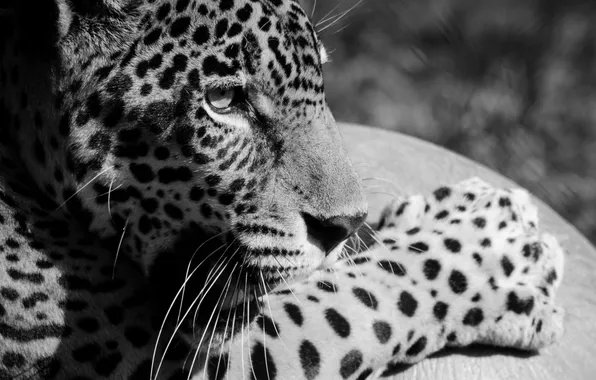 Picture face, paw, predator, Jaguar, profile, black and white, wild cat